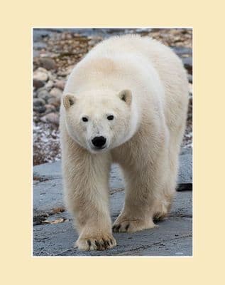 Polar Bear Photographic Print Up Close