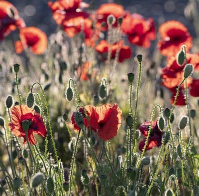 Poppies  Square Greetings Card