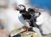 Puffin Wall Calendar 2026
