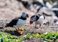 Puffin Wall Calendar 2026