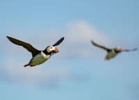 Puffin Wall Calendar 2026