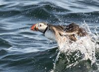 Puffin Wall Calendar 2026