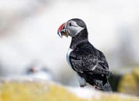 Puffin Wall Calendar 2026