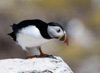 Puffin Wall Calendar 2026