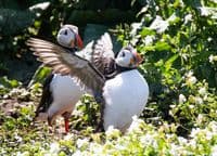 Puffin Wall Calendar 2026