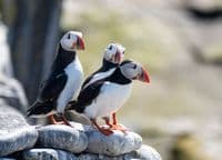 Puffin Wall Calendar 2026
