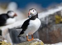 Puffin Wall Calendar 2026