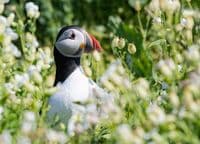 Puffin Wall Calendar 2026