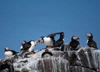 Puffin Wall Calendar 2026