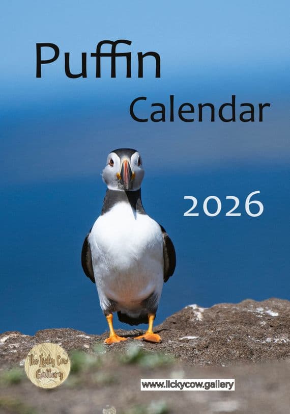 Puffin Wall Calendar 2026