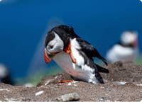 Puffin Wall Calendar 2027