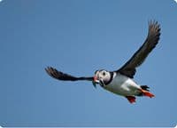 Puffin Wall Calendar 2027