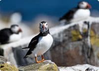 Puffin Wall Calendar 2027