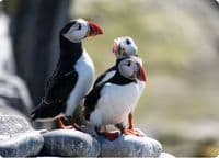 Puffin Wall Calendar 2027