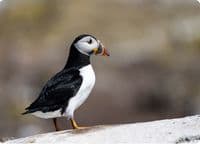 Puffin Wall Calendar 2027