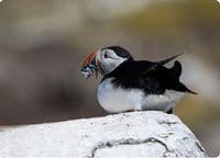Puffin Wall Calendar 2027