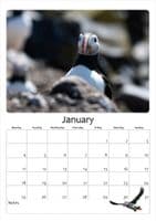 Puffin Wall Calendar 2027