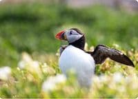 Puffin Wall Calendar 2027