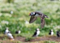 Puffin Wall Calendar 2027