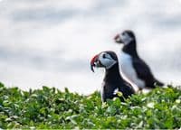 Puffin Wall Calendar 2027