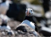 Puffin Wall Calendar 2027