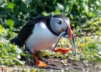 Puffin Wall Calendar 2027