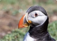Puffin Wall Calendar 2027