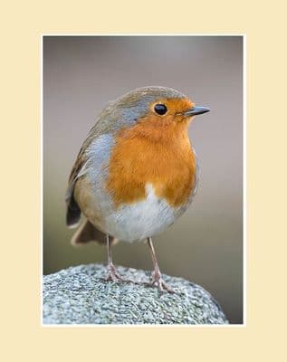 Ready For My Close Up Robin Print