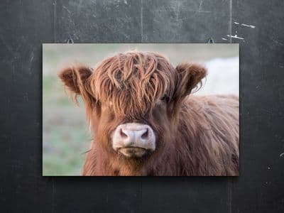Red Calf  Highland Calf Premium Canvas Print