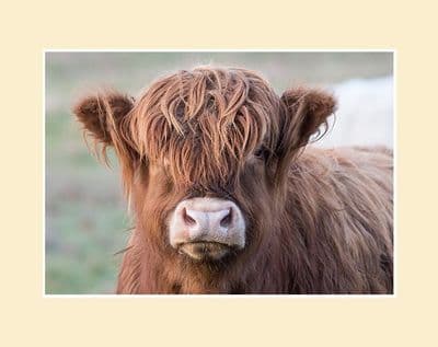 Red Calf - Highland Calf Print
