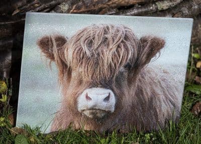 Red Calf.  Highland Cow Glass Chopping Board Large Size Toughened Glass