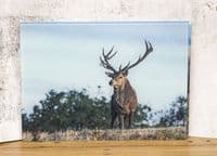 Red Deer Stag Glass Chopping Board Large Size Toughened Glass