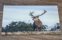 Red Deer Stag Glass Chopping Board Large Size Toughened Glass