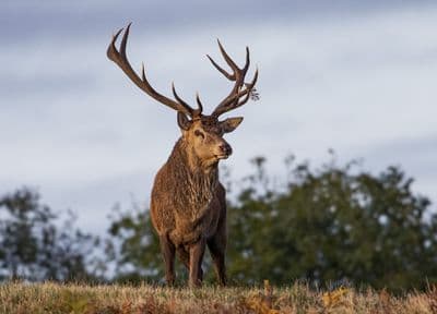 Red Deer Stag Greetings Card