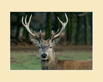 Red Deer Stag Head Print