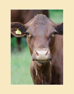 Red Poll Cow Print