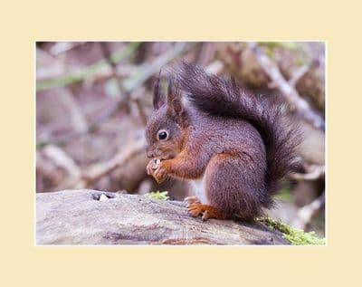 Red Squirrel on Log Print