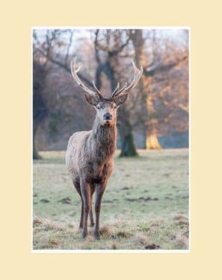 Red Stag Portrait Print