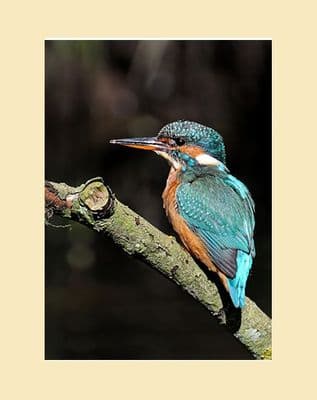 Riverbank Kingfisher Print