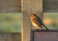 Robin Wall Calendar 2026