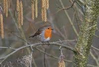 Robin Wall Calendar 2026