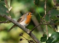 Robin Wall Calendar 2026