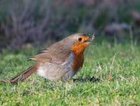 Robin Wall Calendar 2026