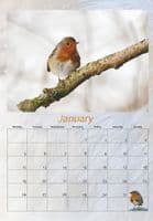 Robin Wall Calendar 2026