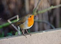 Robin Wall Calendar 2026