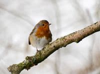 Robin Wall Calendar 2026