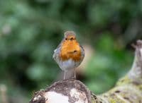 Robin Wall Calendar 2026