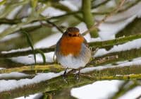 Robin Wall Calendar 2026
