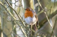 Robin Wall Calendar 2026