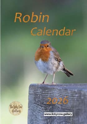 Robin Wall Calendar 2026
